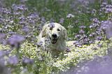 GOLDEN RETRIEVER 607